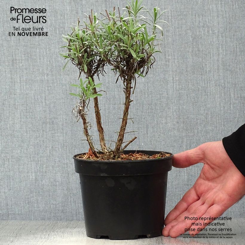 Exemplaar van Lavandin Grappenhall - Lavandula intermedia Pot van 2 l/3 l zoals geleverd in de herfst