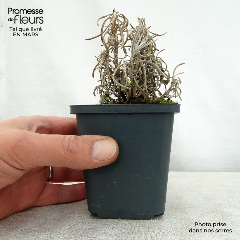 Exemplaar van Lavandin Walburton's Silver Edge - Lavandula intermedia Kweekpotje van 8/9 cm zoals geleverd in de lente