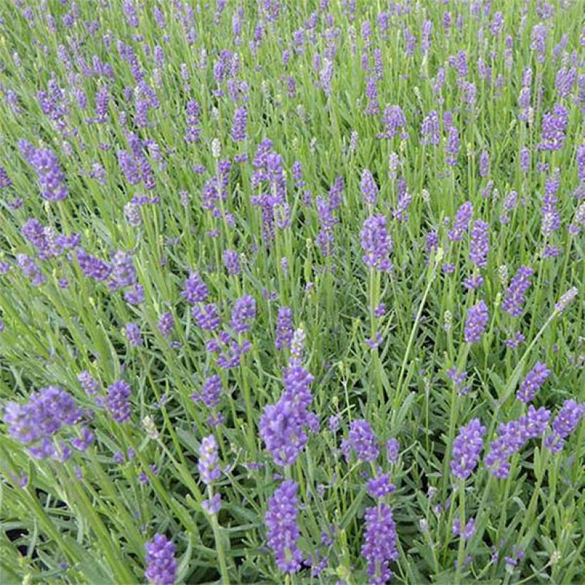 Lavandula angustifolia Essence Purple - Echte lavendel (Flowering)
