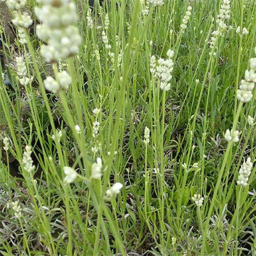 Lavandula angustifolia Hidcote White - Echte lavendel (Flowering)