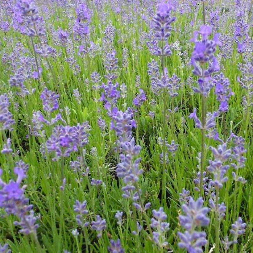 Lavandula angustifolia Middachten - Echte lavendel (Flowering)