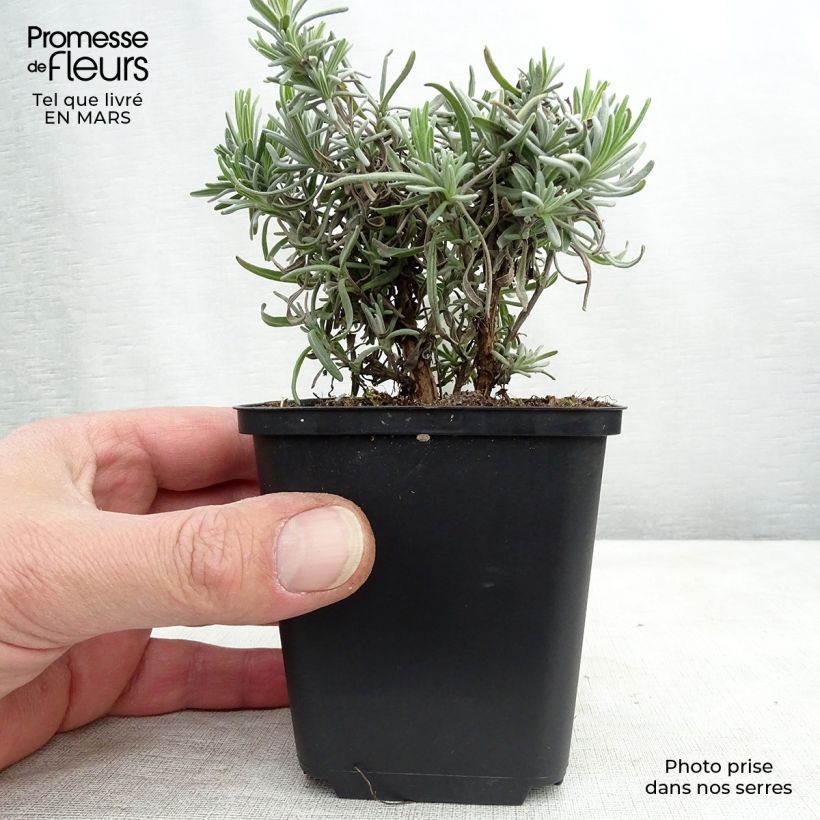 Example of Lavandula angustifolia Twickel Purple - Lavande vraie Kweekpotje van 8/9 cm as you get in hiver
