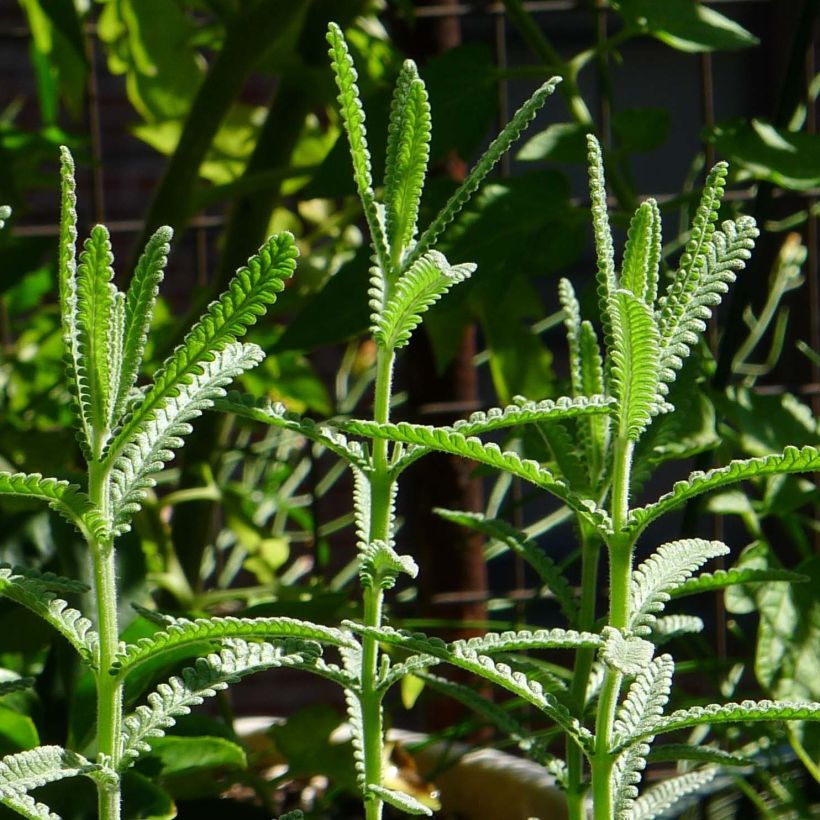 Lavandula dentata - Franse lavendel (Blad)