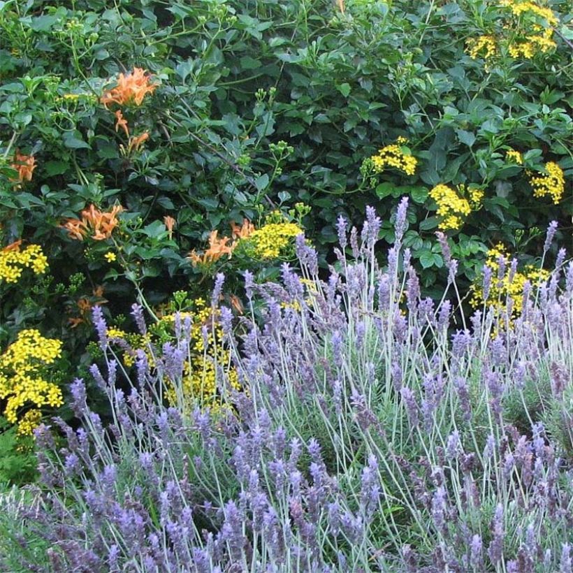 Lavandula dentata - Franse lavendel (Groeiplaats)