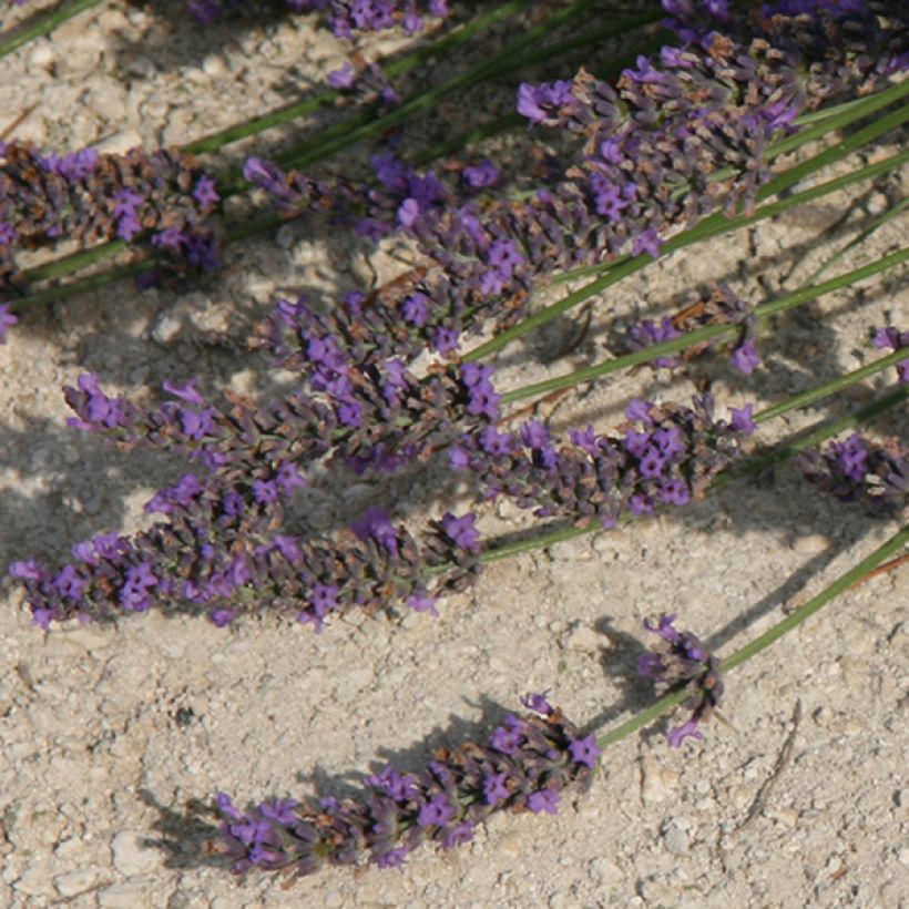 Lavandin Grosso - Lavandula intermedia (Flowering)
