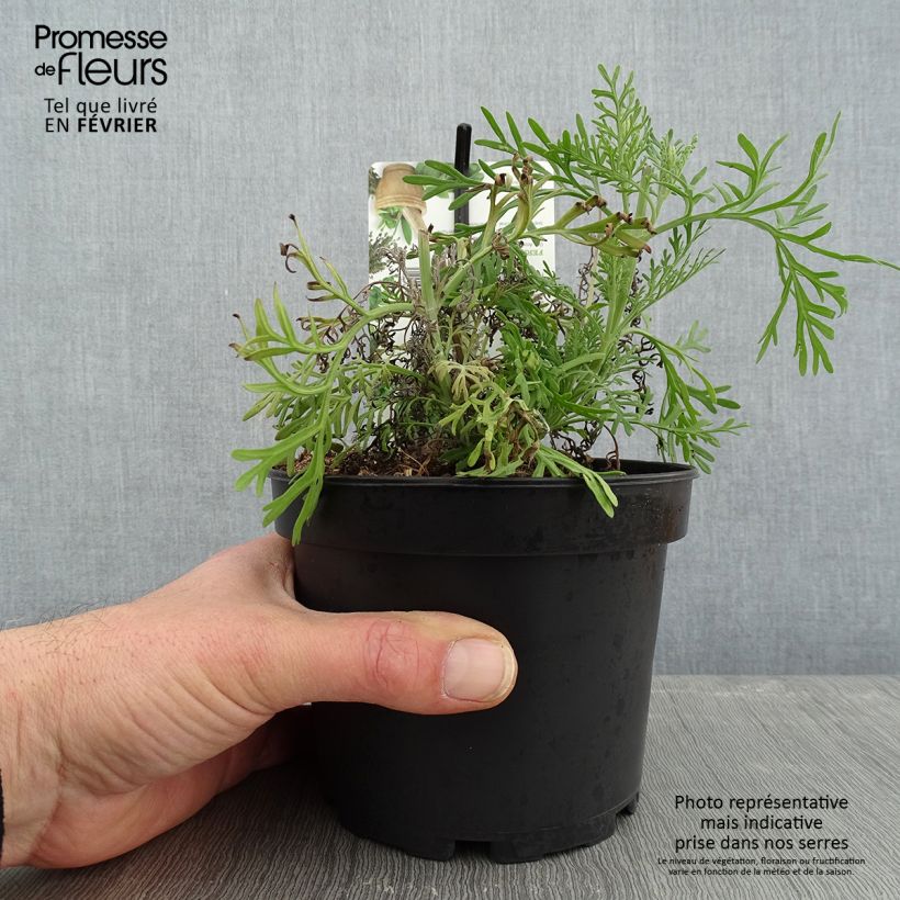 Exemplaar van Lavandula pinnata var. pinnata - Veerbladige lavendel Pot van 1,5 l/2 l zoals geleverd in de winter