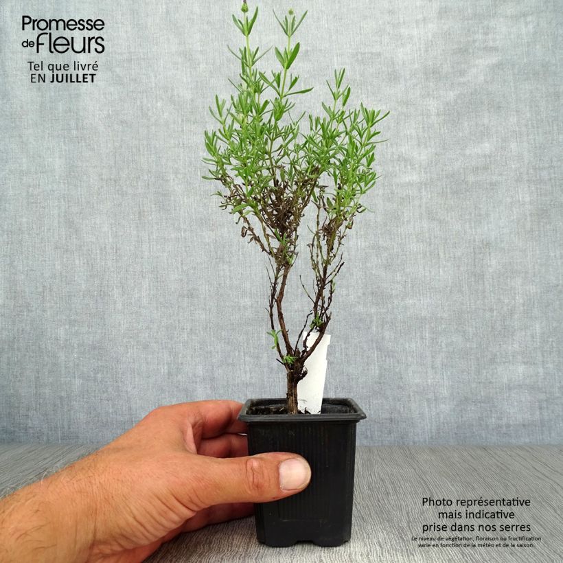Exemplaar van Lavandula stoechas Magical Posy Purple - Kuiflavendel Kweekpotje van 8/9 cm zoals geleverd in de zomer
