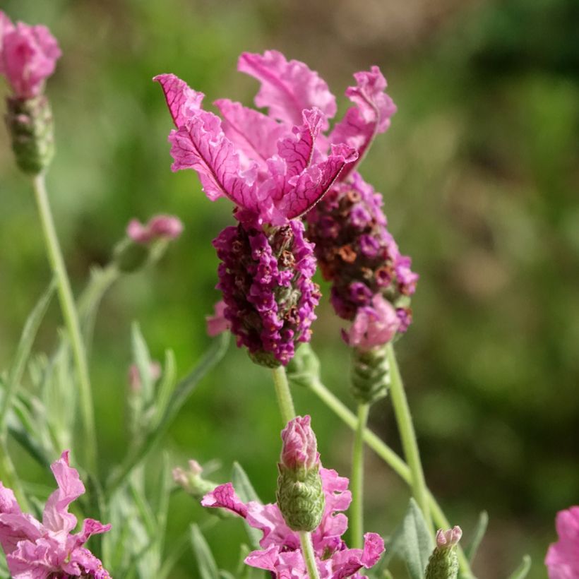 Lavandula stoechas The Princess - Kuiflavendel (Bloei)