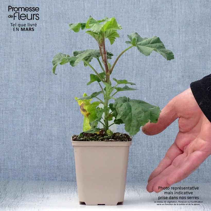 Exemplaar van Lavatera Blue Bird – Struikmalva Kweekpotje van 8/9 cm zoals geleverd in de lente