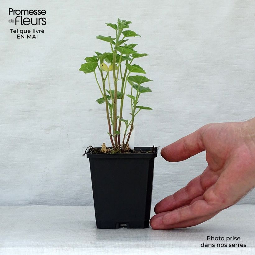 Exemplaar van Lavatera Frederique - Struikmalva Kweekpotje van 8/9 cm zoals geleverd in de lente