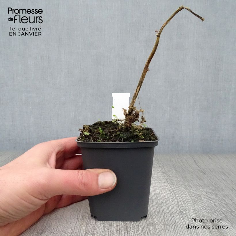 Exemplaar van Lavatera Frederique - Struikmalva Kweekpotje van 8/9 cm zoals geleverd in de winter