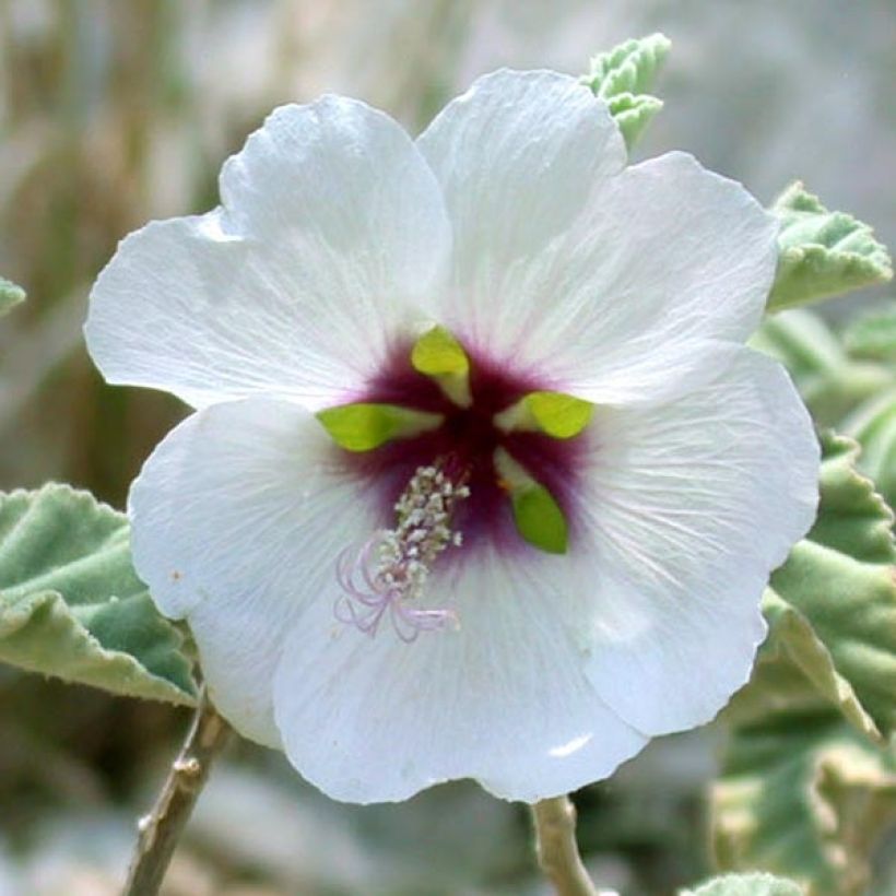 Lavatera maritima - Struikmalva (Flowering)