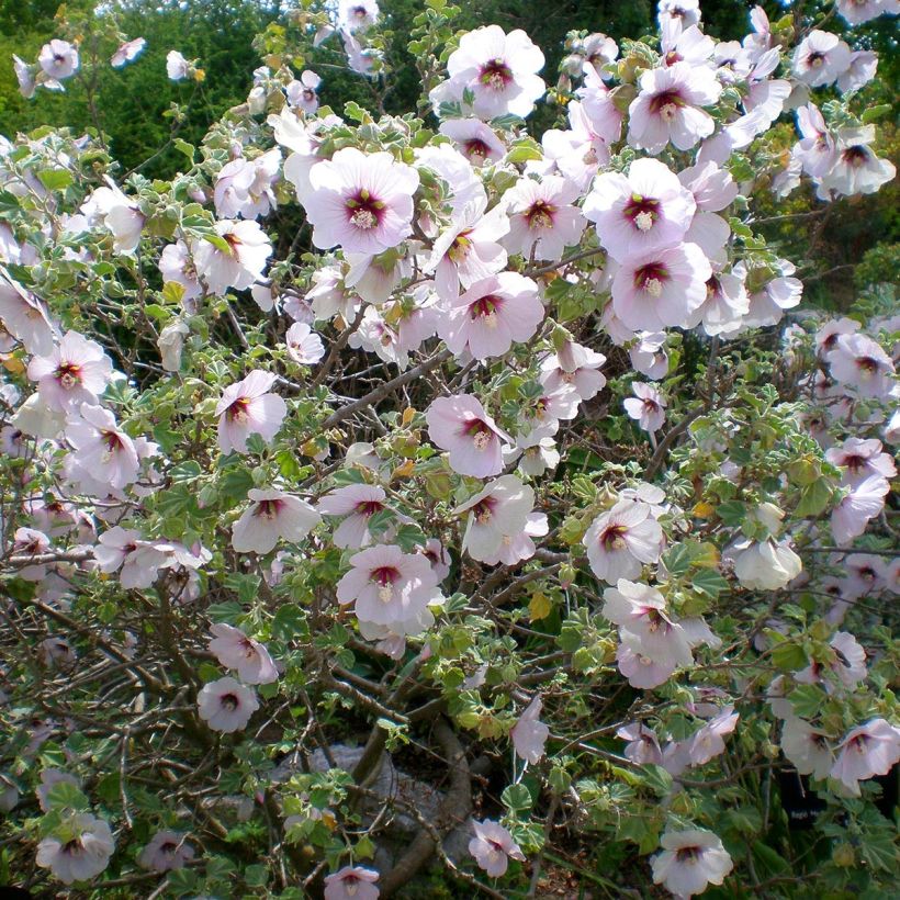 Lavatera maritima - Struikmalva (Plant habit)