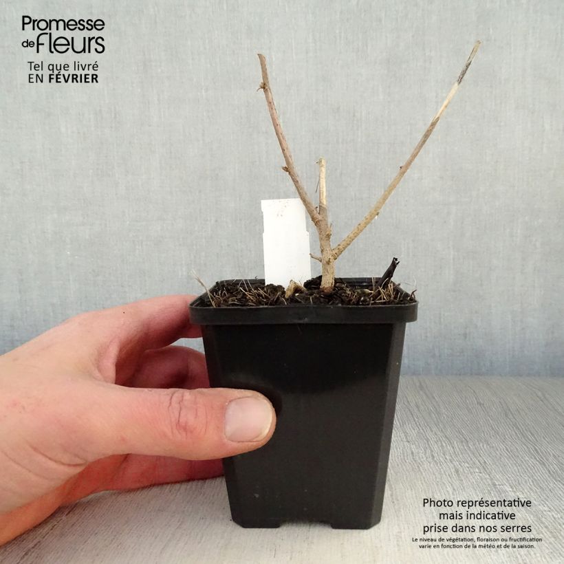 Example of Lavatera maritima - Struikmalva Kweekpotje van 8/9 cm as you get in hiver