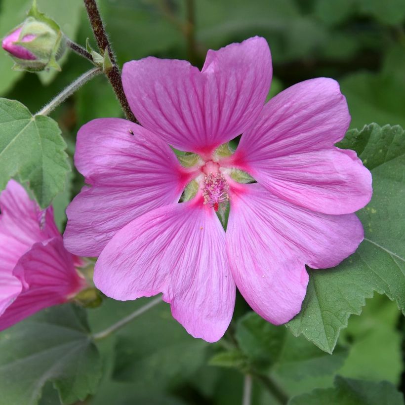 Lavatera olbia Rosea - Struikmalva (Flowering)
