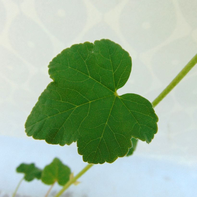 Lavatera Barnsley - Struikmalva (Foliage)