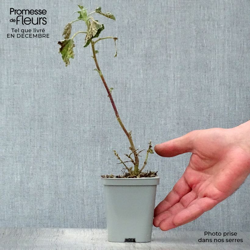 Example of Lavatère Barnsley - Lavatera thuringiaca  Kweekpotje van 8/9 cm as you get in hiver