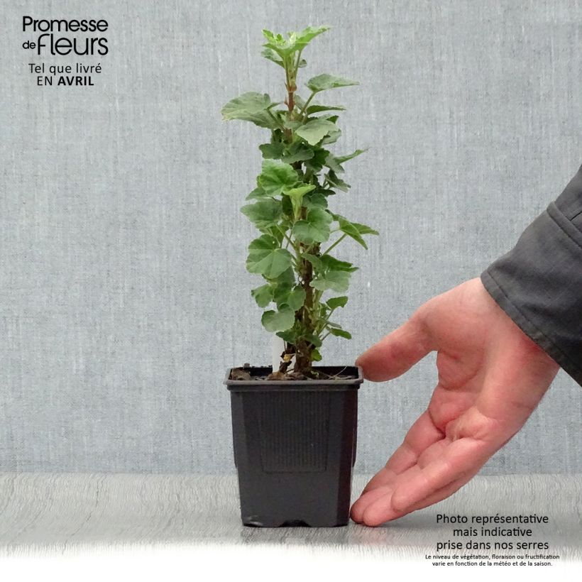 Exemplaar van Lavatera Barnsley - Struikmalva Kweekpotje van 8/9 cm zoals geleverd in de lente