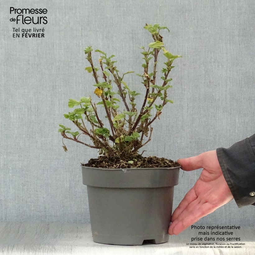 Example of Lavatère Barnsley - Lavatera thuringiaca  Pot van 2 l/3 l as you get in hiver