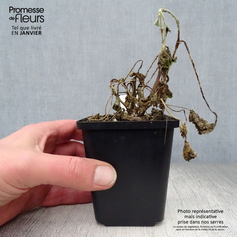 Example of Lavatère - Lavatera Barnsley Baby Kweekpotje van 8/9 cm as you get in hiver