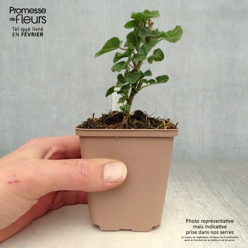 Example of Lavatera Blushing Bride – Struikmalva Kweekpotje van 8/9 cm as you get in hiver