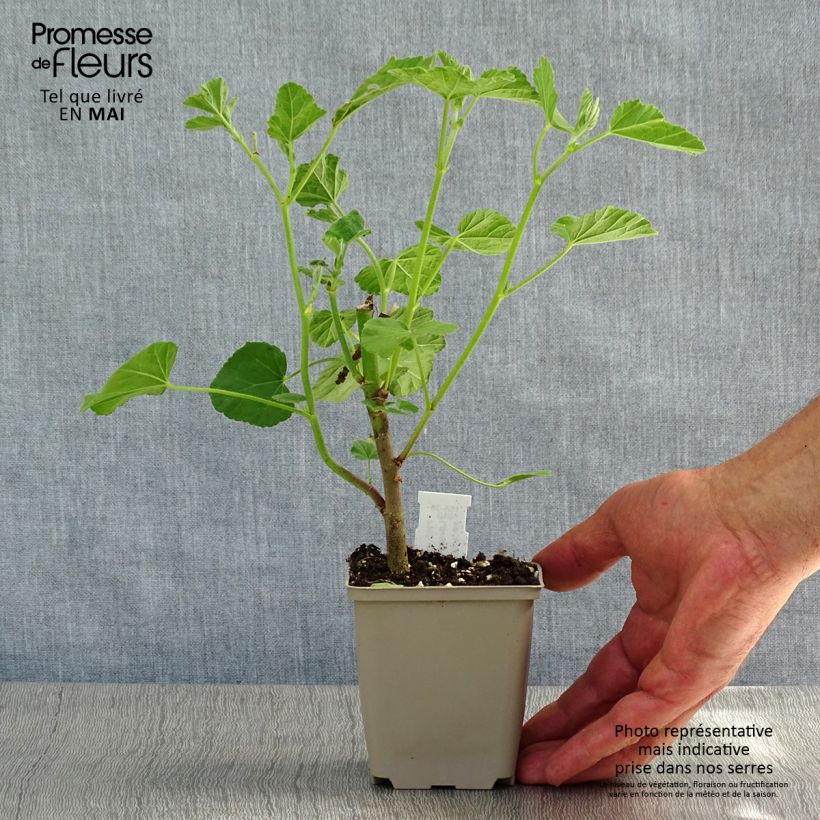 Exemplaar van Lavatera Blushing Bride – Struikmalva Kweekpotje van 8/9 cm zoals geleverd in de lente