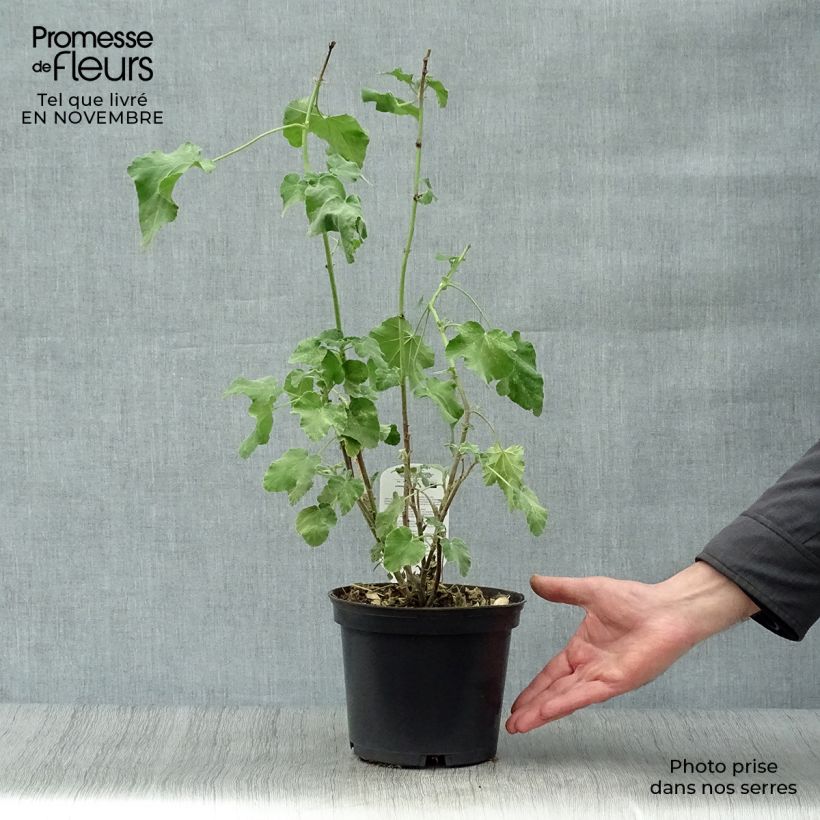 Exemplaar van Lavatera Burgundy Wine – Struikmalva Pot van 2 l/3 l zoals geleverd in de herfst