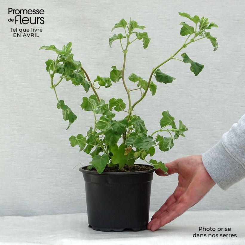 Exemplaar van Lavatera Burgundy Wine – Struikmalva Pot van 2 l/3 l zoals geleverd in de lente