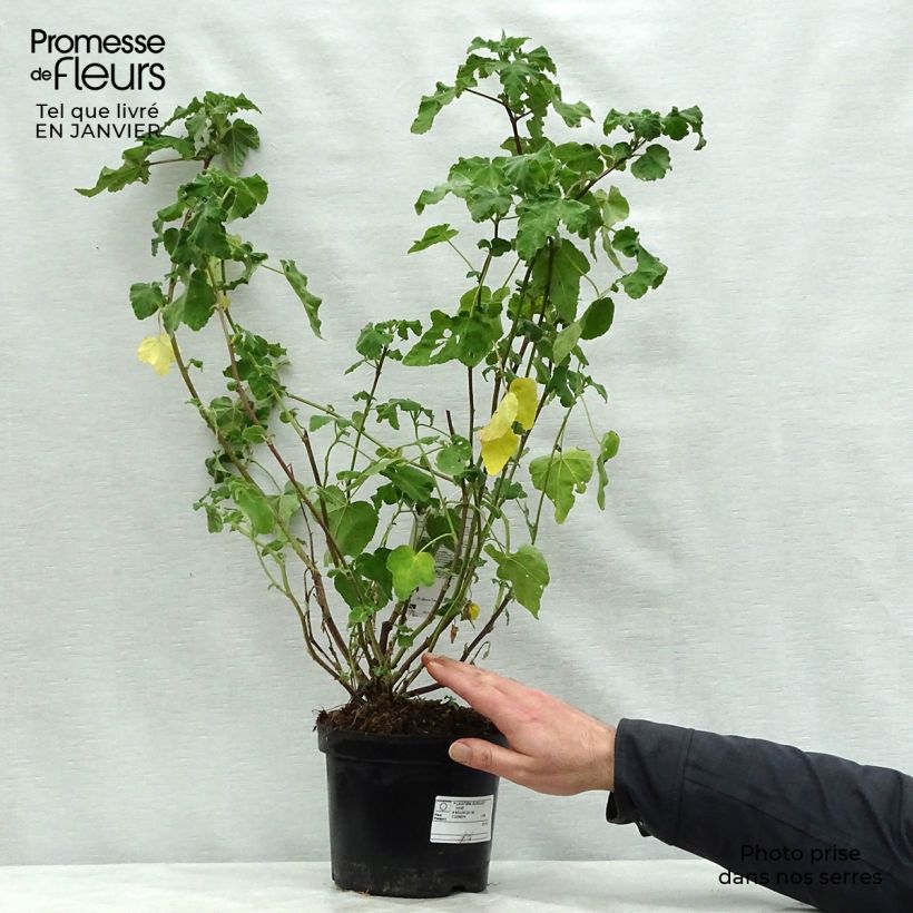 Example of Lavatère - Lavatera Burgundy Wine Pot van 2 l/3 l as you get in hiver