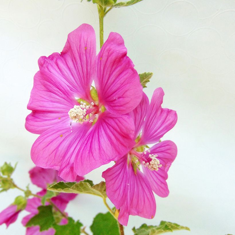 Lavatera Burgundy Wine – Struikmalva (Flowering)