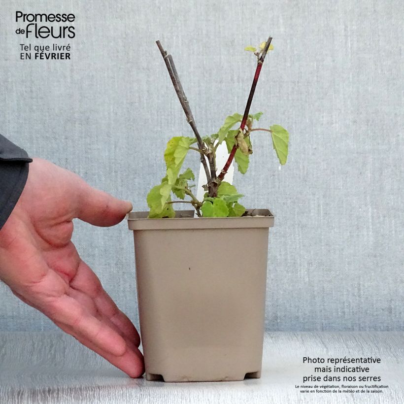 Example of Lavatère - Lavatera Burgundy Wine Kweekpotje van 8/9 cm as you get in hiver