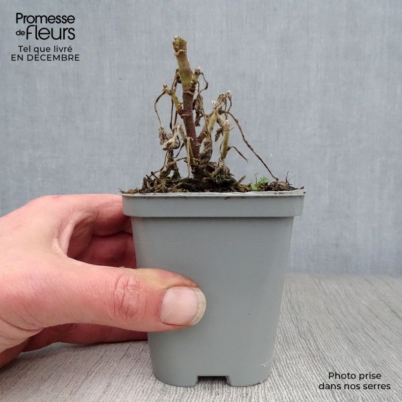 Example of Lavatera Candy Floss – Struikmalva Kweekpotje van 8/9 cm as you get in hiver