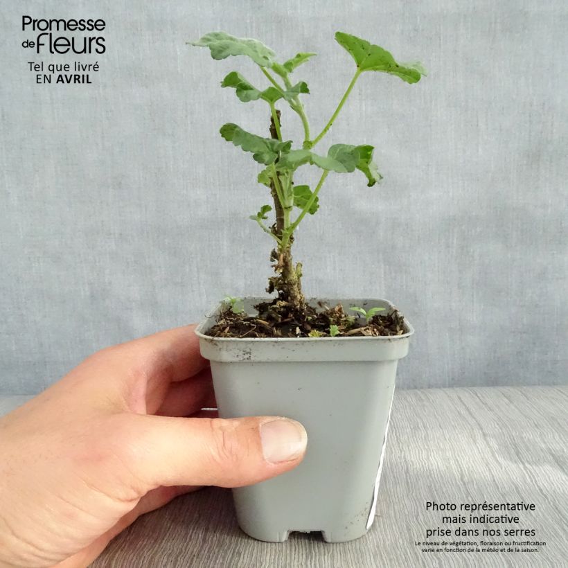 Exemplaar van Lavatera Candy Floss – Struikmalva Kweekpotje van 8/9 cm zoals geleverd in de lente