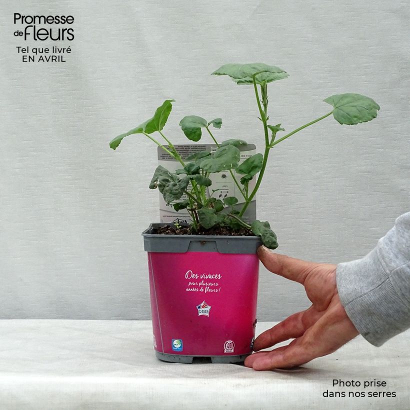 Exemplaar van Lavatera olbia Rosea - Struikmalva Pot van 2 l/3 l zoals geleverd in de lente