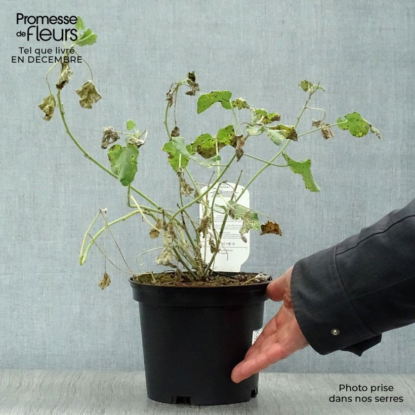 Example of Lavatère d'Hyères - Lavatera olbia Rosea Pot van 2 l/3 l as you get in hiver