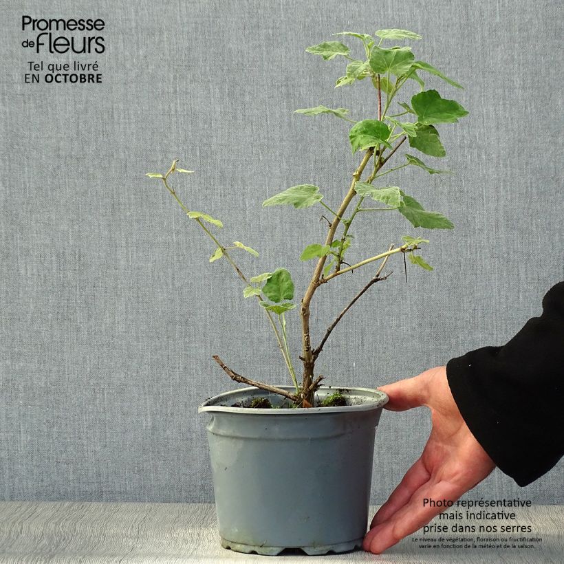 Exemplaar van Lavatera thuringiaca Bredon Springs - Struikmalva Pot van 2 l/3 l zoals geleverd in de herfst