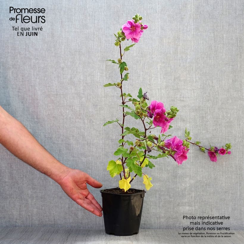 Exemplaar van Lavatera thuringiaca Bredon Springs - Struikmalva Pot van 2 l/3 l zoals geleverd in de zomer