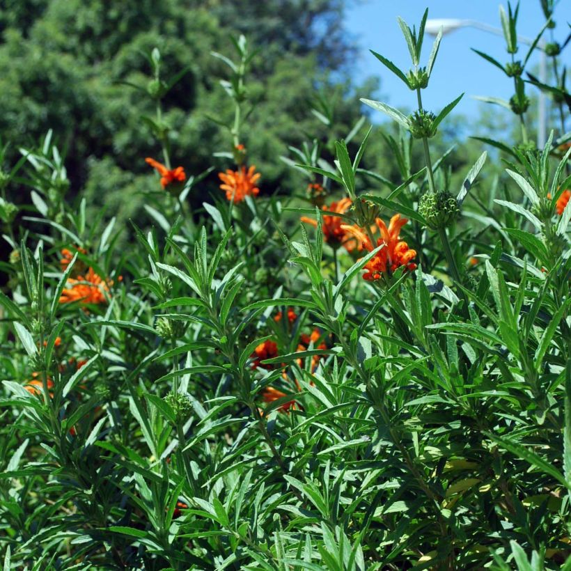Leonotis leonurus - Leeuwenoor (Foliage)