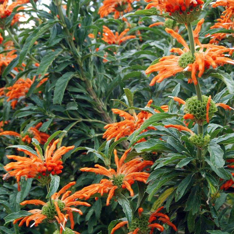Leonotis leonurus - Leeuwenoor (Flowering)