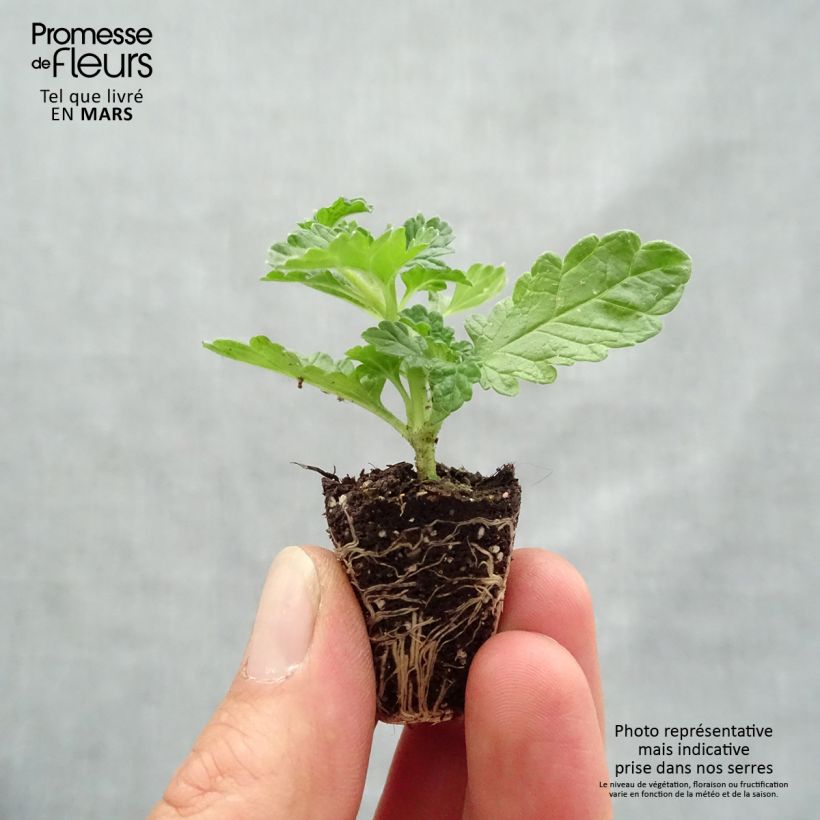 Example of Leonotis leonurus - Queue de lion Mini-mot Ø 3/4 cm as you get in printemps