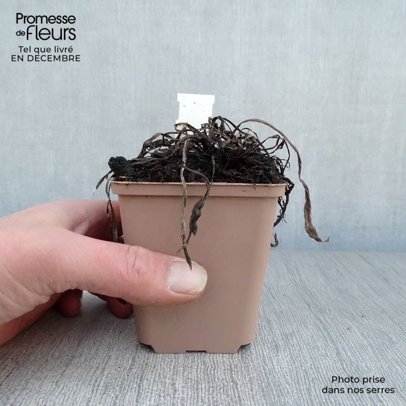 Example of Leontopodium alpinum Blossom of Snow - Edelweiss Kweekpotje van 8/9 cm as you get in hiver