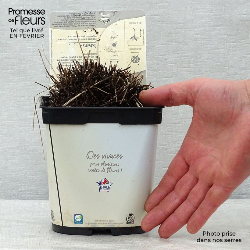 Example of Leontopodium alpinum Blossom of Snow - Edelweiss Pot van 2 l/3 l as you get in hiver