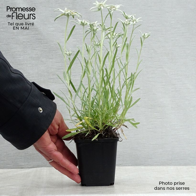 Exemplaar van Leontopodium alpinum Blossom of Snow - Edelweiss Kweekpotje van 8/9 cm zoals geleverd in de lente