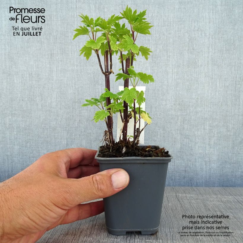 Exemplaar van Leonurus cardiaca - Hartgespan Kweekpotje van 8/9 cm zoals geleverd in de zomer