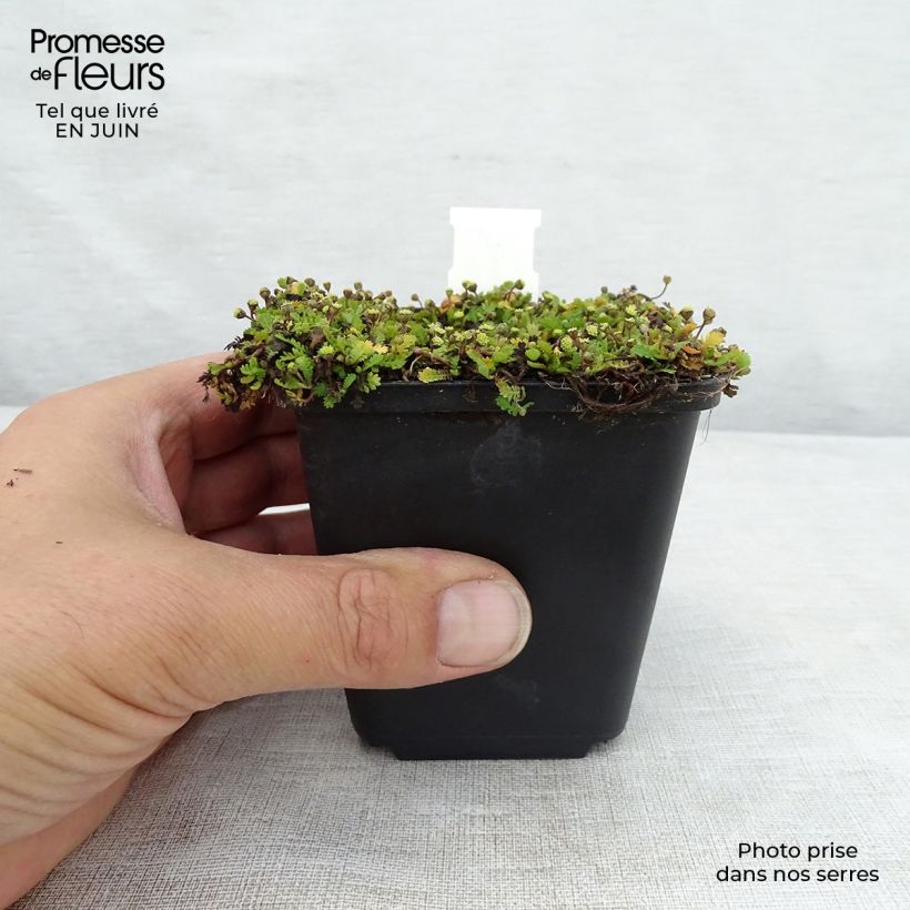 Exemplaar van Leptinella dioica Minima - Koperknoopje Kweekpotje van 8/9 cm zoals geleverd in de zomer