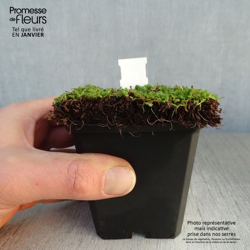 Example of Leptinella dioica Minima - Cotule Kweekpotje van 8/9 cm as you get in hiver