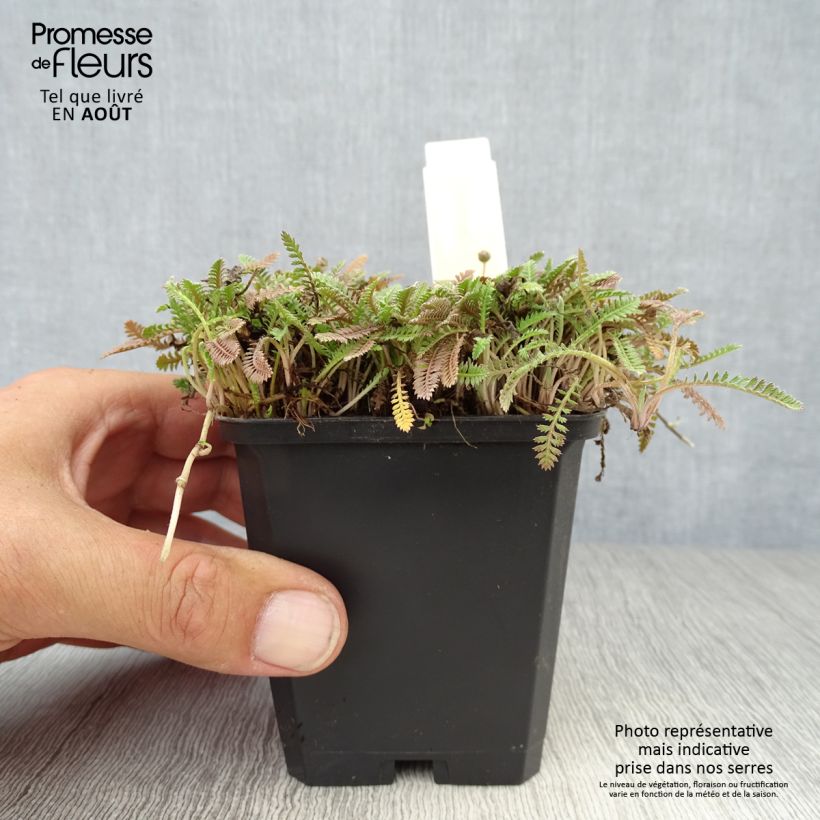 Exemplaar van Leptinella potentillina - Koperknoopje Kweekpotje van 8/9 cm zoals geleverd in de zomer
