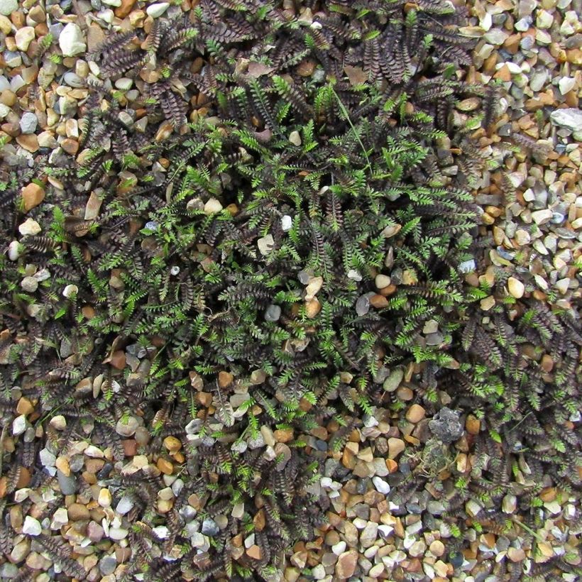 Leptinella squalida - Koperknoopje (Plant habit)