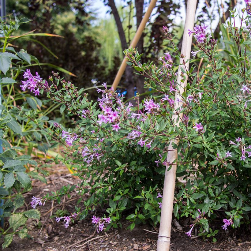 Leptodermis oblonga Summer Stars (Groeiplaats)