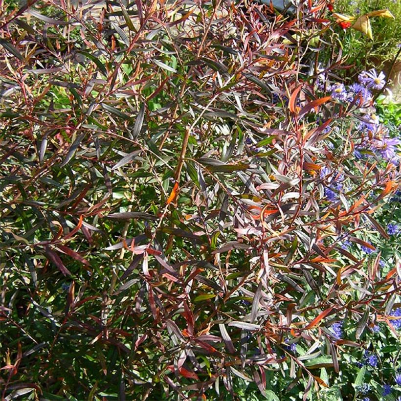 Leptospermum macrocarpum Copper Sheen - Wollige theeplant (Foliage)